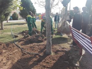 انتقال درختان پارک شهید حسن‌زاده به پارک ناژون