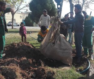 انتقال درختان پارک شهید حسن‌زاده به پارک ناژون