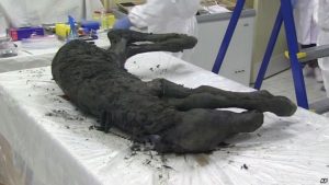 کشف لاشه یک کره اسب با خون مایع پس از ۴۲ هزار سال در روسیه