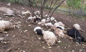 تلف‌شدن 96 راس گوسفند بر اثر صاعقه