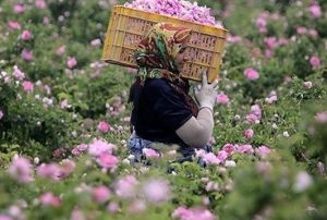 کاشان رتبه نخست کاشان در تولید گل محمدی در کشور