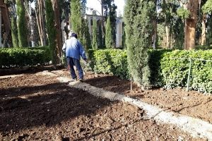 عملیات اصلاح خاک و تغذیه درختان باغ فین کاشان انجام شد