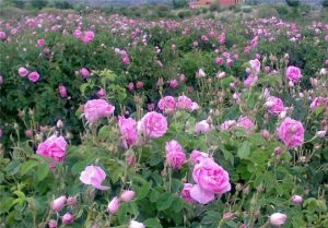 گلستان گل محمدی