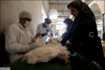 واکسیناسیون بیش از ۳۵هزار پرنده در مقابل بیماری نیوکاسل در کاشان