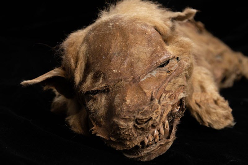 لاشه توله گرگ ۵۷ هزار ساله در یک معدن طلا در کانادا پیدا شد