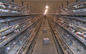 جوجه‌ریزی در مرغداری‌های کاشان ۵۰ درصد افزایش یافت