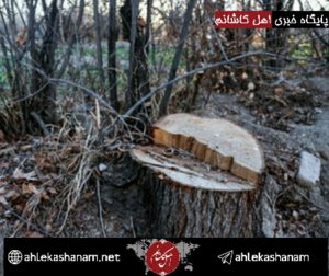 دستگیری عامل قطع درختان روستای خنب کاشان