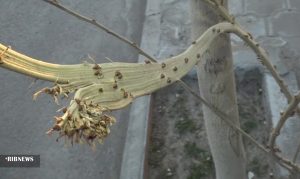 پدیده نادر پیوند کاکتوس به درخت توت در کاشان