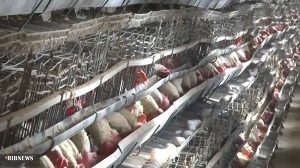 از ابتدای امسال تولید ۱۲ هزار تن تخم مرغ در کاشان