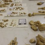 کشف بقایای استخوانی در محوطه جوشقان استرک