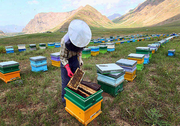 تولید سالانه ۴۴ تن عسل در نطنز