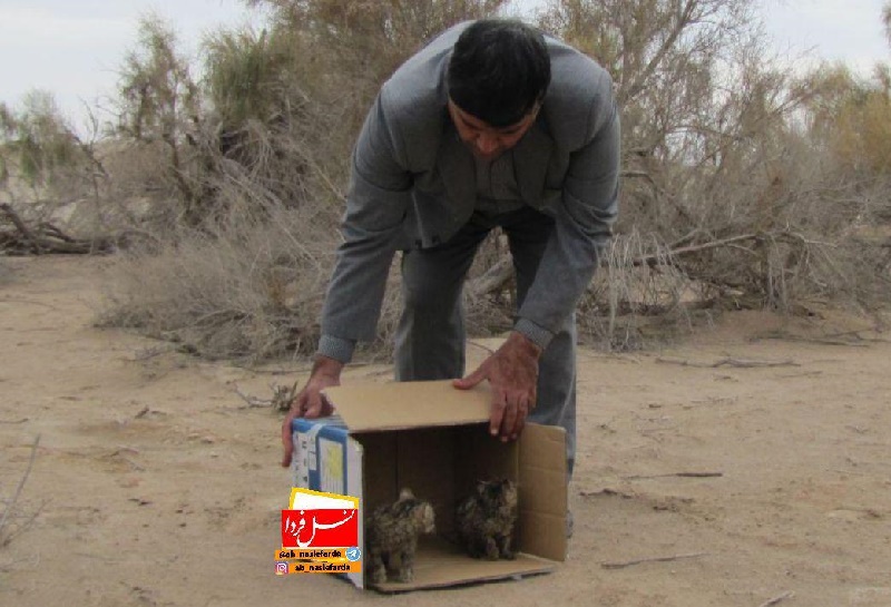 رهاسازی ۲ توله‌ گربه وحشی در پناهگاه یخاب ابوزیدآباد
