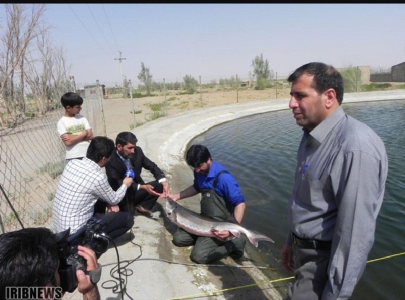 استحصال نخستین ماهی خاویاری در استان اصفهان در آران و بیدگل
