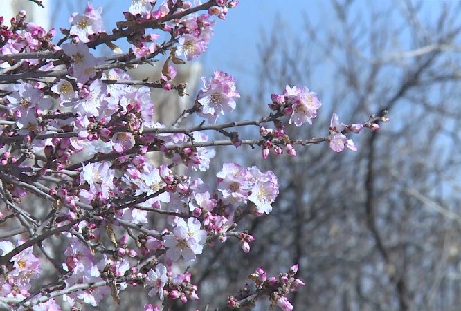 درختان بادام یک‌ماه مانده به بهار در کاشان شکوفه دادند