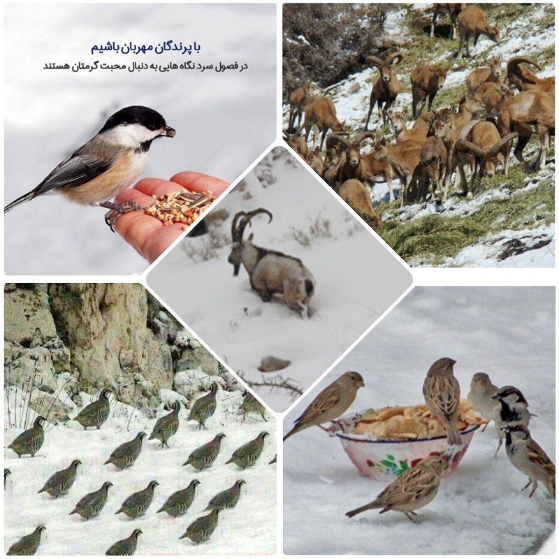 ورود گونه‌های نادر جانوری منطقه حفاظت‌شده قمصر و برزک به پایین دست در پی بارش برف