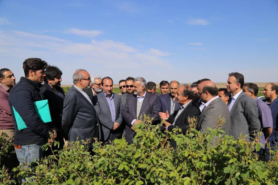بازدید محمود حجتی وزیر کشاورزی از باغ شاخص گل محمد در قمصر کاشان