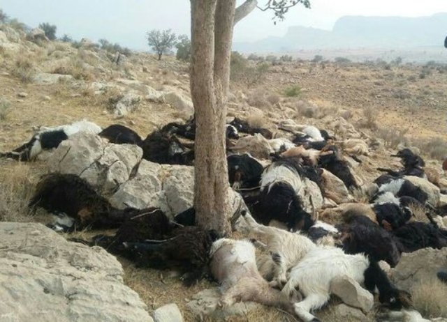 تلف شدن 55 راس گوسفند بر اثر صاعقه