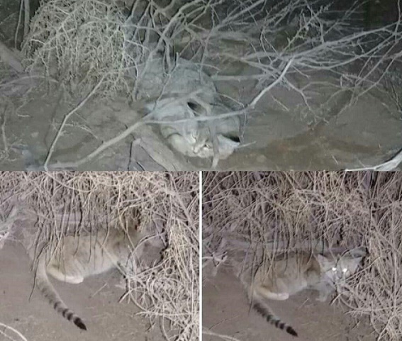 سه قلاده گربه شنی در یخاب ابوزیدآباد